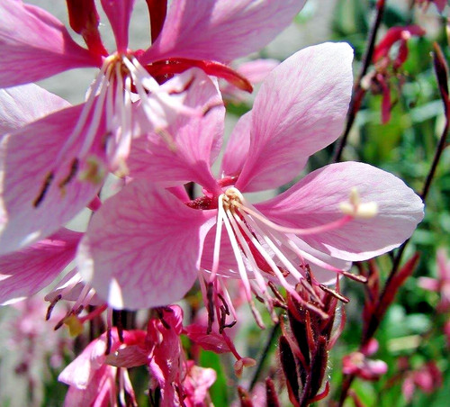 Semi airy prairie - 50, 🌸