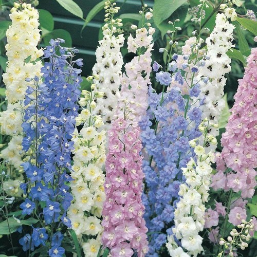 Delphinium speronella colori - delphinium,