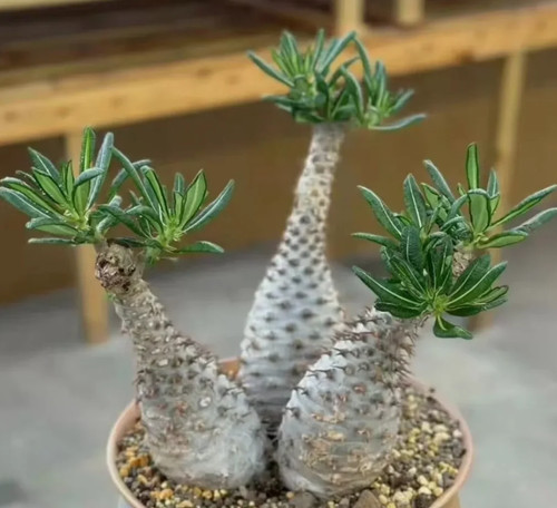 Pachypodium ambongense 10 - ambongense,