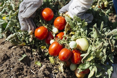Semi pomodoro siccagno - di,