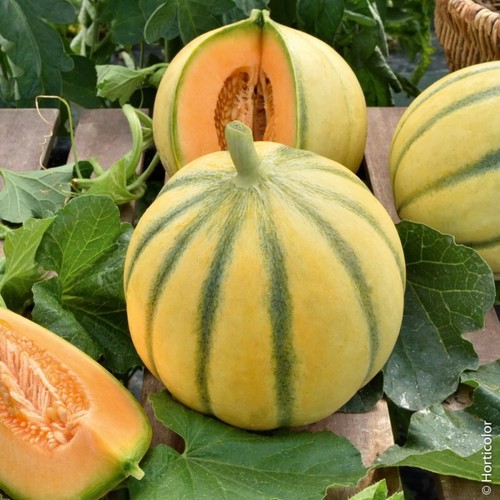 Melone cantalupo charentais - melone, charentais-