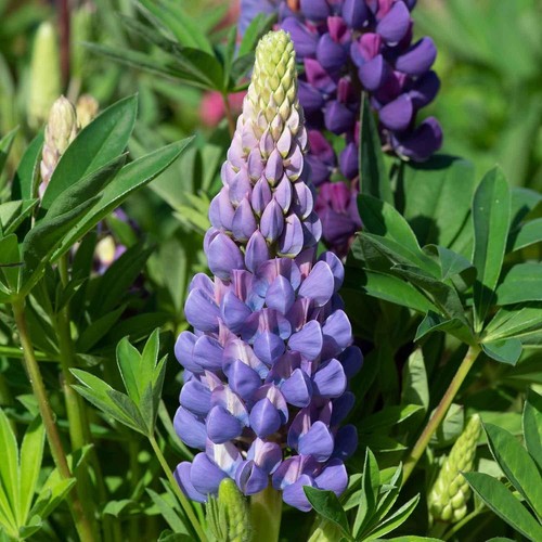 Lupino multifoglia lupinus - -,