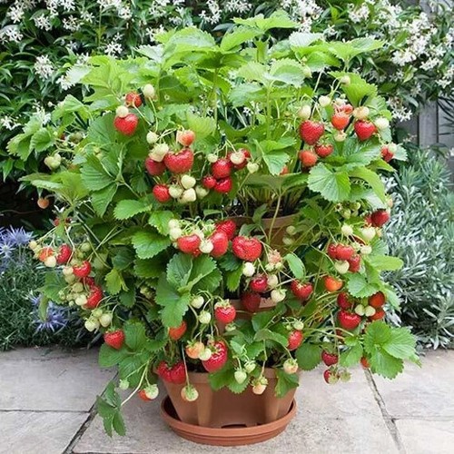 Fragaria ananassa fragola - ananassa,