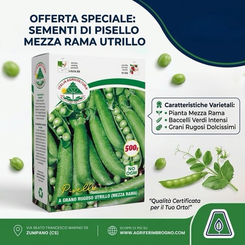Semi sementi pisello grano - pisello, a