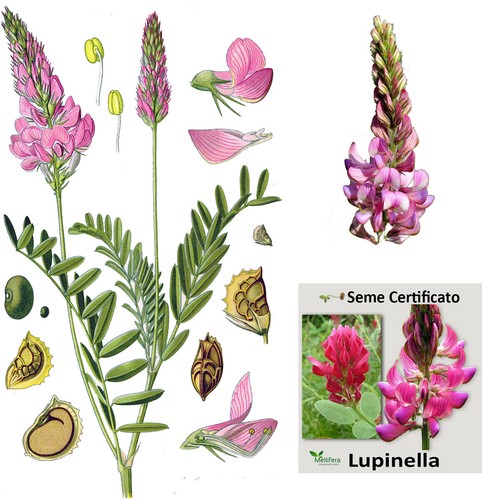Lupinella seme certificato - lupinella,
