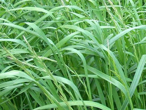 Semi loietto festuca sis - loietto,