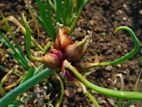 Cipolla egiziana allium cepa - egiziana,