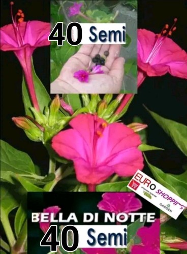 Semi bella notte viola - semi,