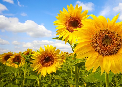 100 semi girasole gigante - semi, di