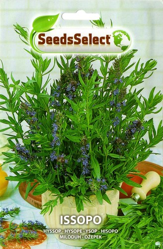 100 semi seeds issopo - seeds,