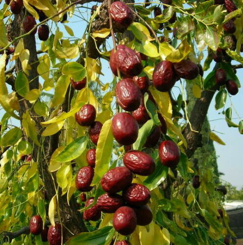 Ziziphus jujuba giuggiolo - ziziphus,
