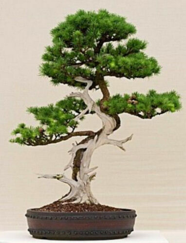 Larix sibirica larice - larix,
