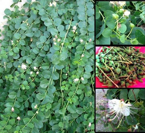 100 semi capperi capparis - capperi,