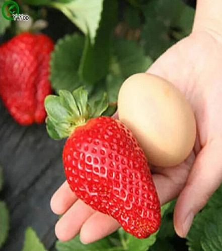 Fragola gigante giant - gigante,