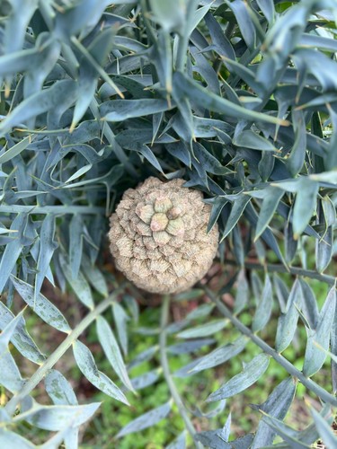 Encephalartos horridus seeds - encephalartos,