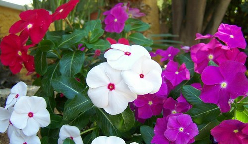 Vinca colori misti 20 - colori, semi