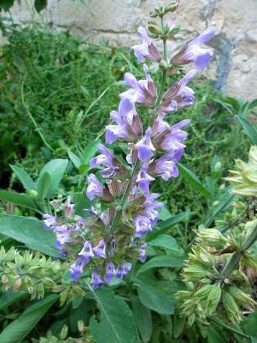 Semi salvia officinalis - 50,