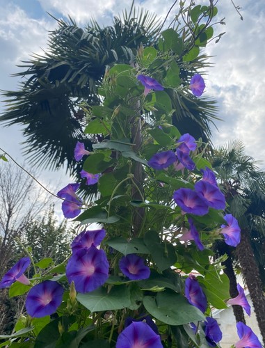Ipomea purpurea - ipomea, (campanella)
