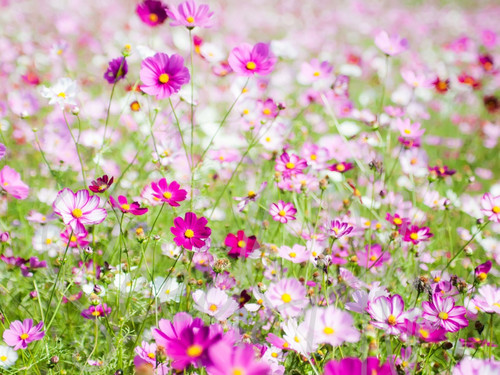 1000 semi cosmea mix - semi,