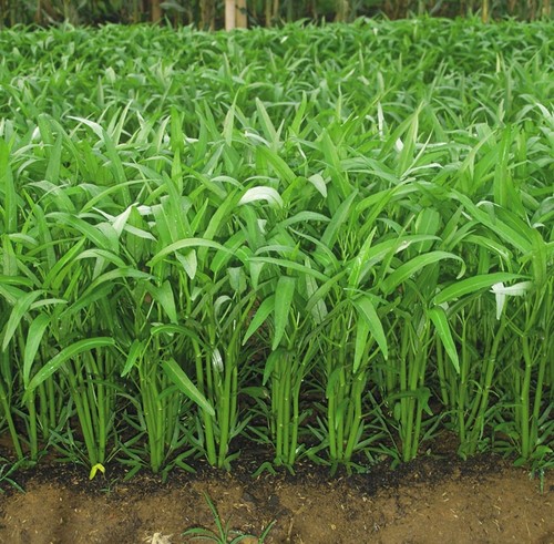 Spinaci acqua kangkong - kangkong,