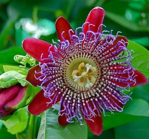 Passiflora quadrangularis 10 - passiflora, quadrangularis,