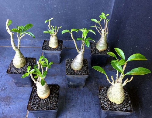 Pachypodium decaryi 10 semi - 10,