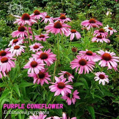 1000 semi echinacea - di,