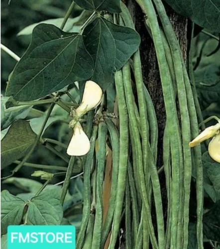 Semi sementi seeds - 20,