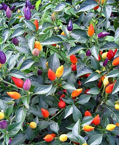 Peperoncino arcobaleno - peperoncino,