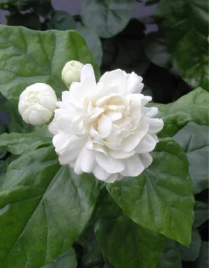 Jasminum sambac 30 - –, semi