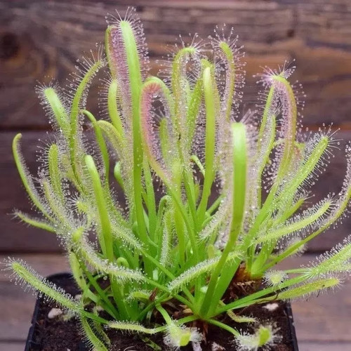 Pianta carnivora drosera - -,