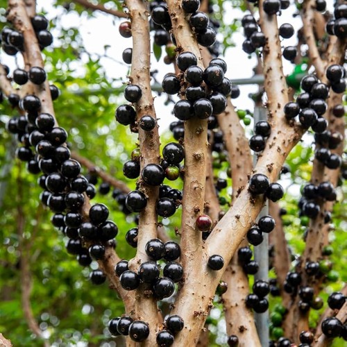 Jaboticaba semi frutti - semi,,