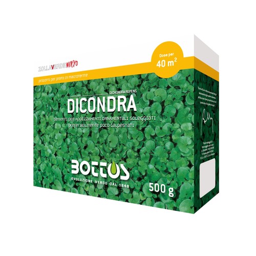 Semi dicondra repens dichondra - semi,