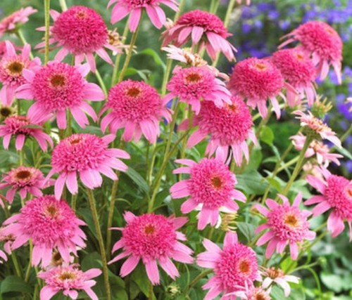 Semi echinacea purpurea - semi,