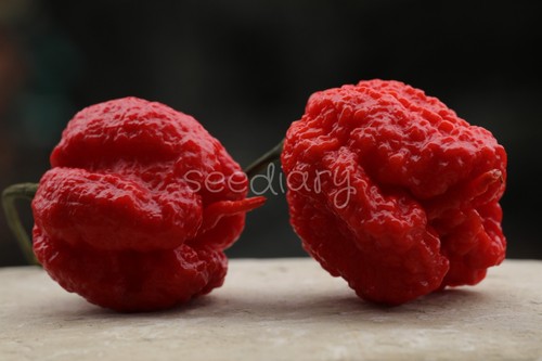 Peperoncino carolina reaper - reaper,