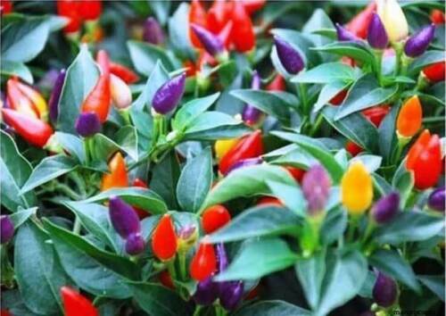 Peperoncino bolivian rainbow - peperoncino,