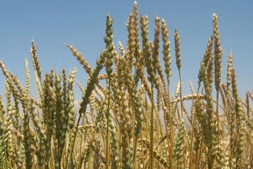 Grano invernale jantarka - invernale,