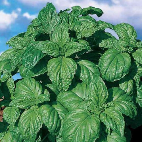 400 semi basilico gigante - di,