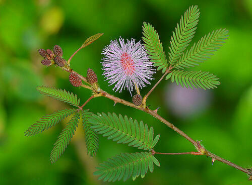 Mimosa pudica - mimosa,