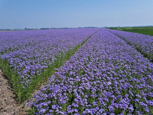Semi facelia phacelia - di, 1