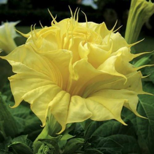 Datura metel double golden - double,