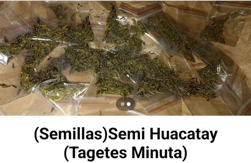 Semi huacatay - semi,