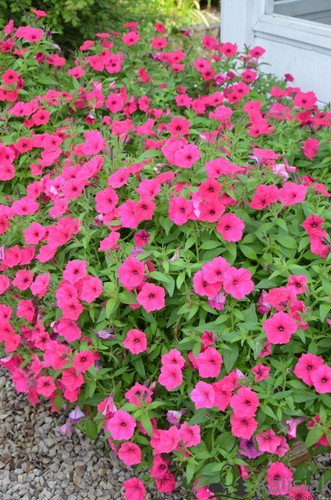 Semi petunia vista - 70,