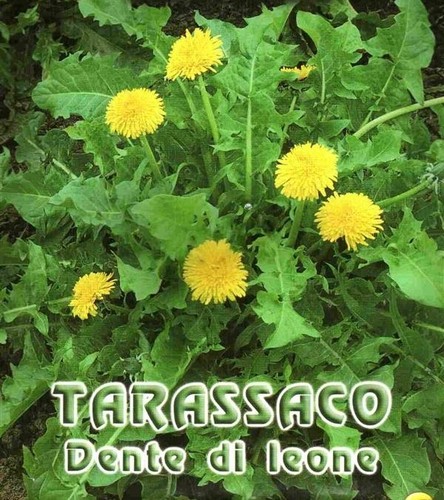 400 semi tarassaco - semi, o
