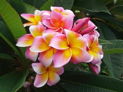 Plumeria pianta di - –,