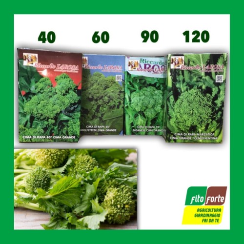 Semi cima rapa - di,