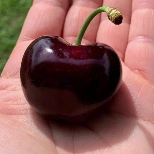 Prunus avium ciliegio - avium,