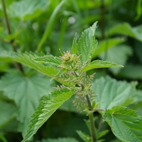 Urtica dioica ortica 50 - urtica,