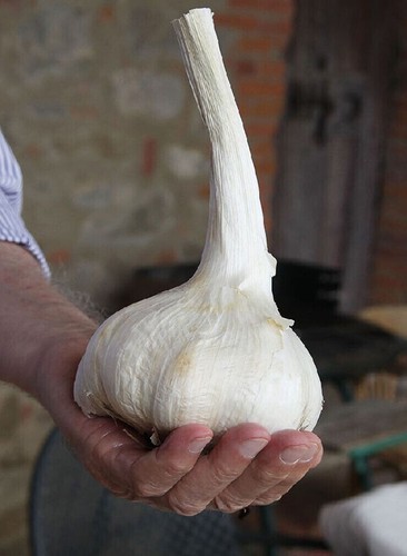 Semi aglione varietà aglio - di,