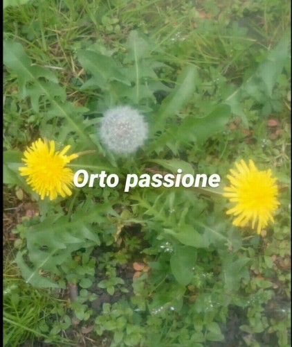 400 semi tarassaco - dente, di